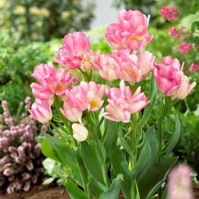 Tulpan Enkel Sen Dream Club 7st