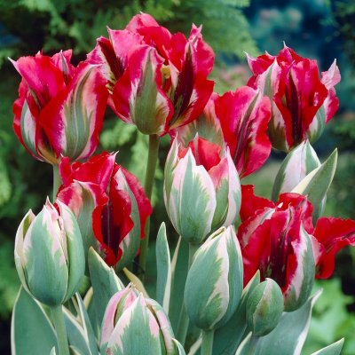 Grönbandad Tulpan Tulipa viridiflora Esperanto 7st
