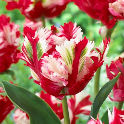 Tulpan Papegoj Tulipa Estella Rijnveld 7st