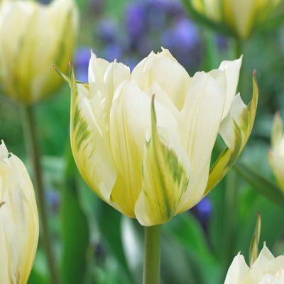 Kejsartulpan Tulipa fosteriana Exotic Emperor 10st