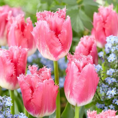 Tulpan Fransig Tulipa Fancy Frills 7st