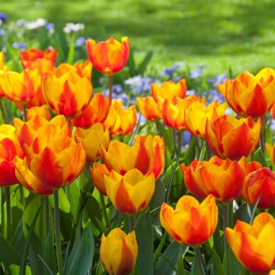 Tulpan Triumf Tulipa Flair 10st