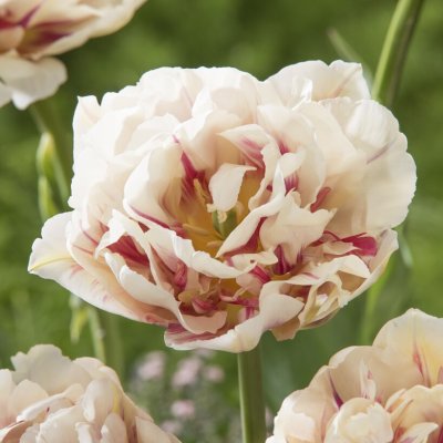 Tulpan Dubbel Sen Tulipa Flaming Margarita 5st