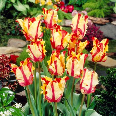 Tulpan Papegoj Tulipa Flmaing Parrot 7st
