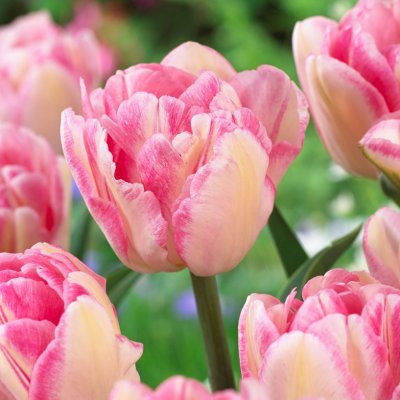 Tulpan Dubbel Tidig Tulipa Foxtrot 7st
