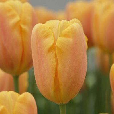 Tulipa gesneriana Bellville