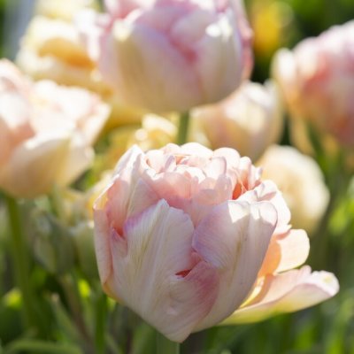 Tulipa gesneriana Charming Lady