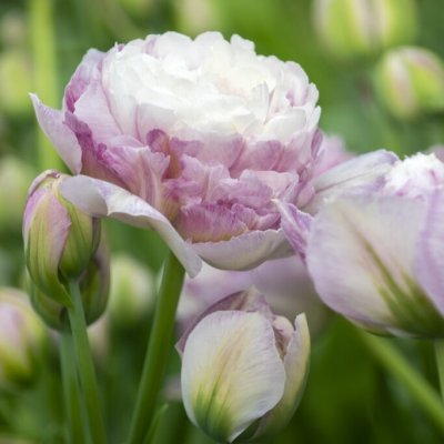 Tulipa gesneriana Double Surprise