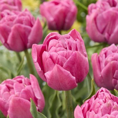 Tulipa gesneriana Double You