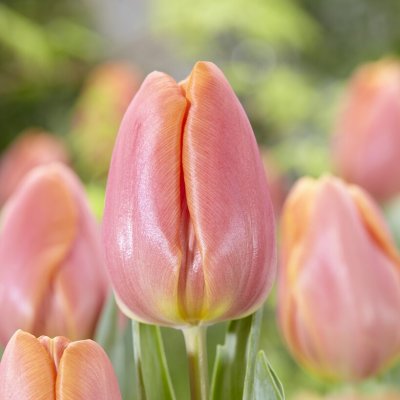Tulipa gesneriana Jimmy
