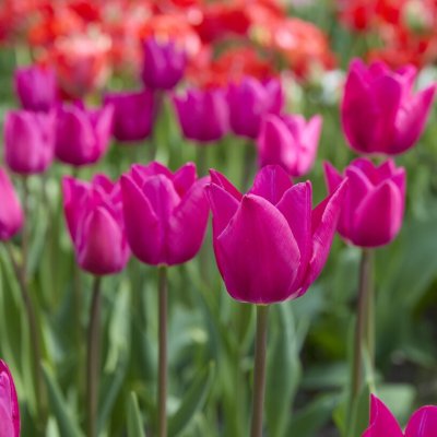 Tulipa gesneriana Pink Ardour