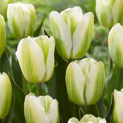 Tulpan Triumf Tulipa Green Spirit 7st