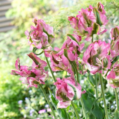 Tulpan Papegoj Tulipa Green Wave 7st