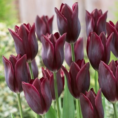 Tulpan Triumf Tulipa Havran 7st