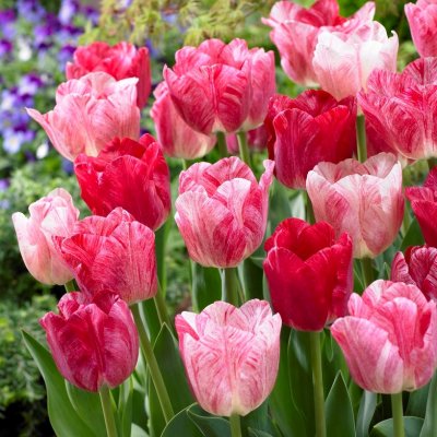 Tulpan Triumf Tulipa Hemisphere 7st