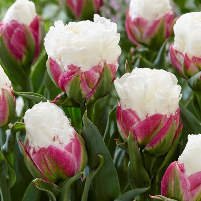 Tulpan Dubbel Sen Tulipa Ice Cream 5st