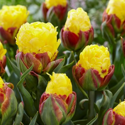 Tulpan Dubbel Sen Tulipa Ice Cream Banana 3st