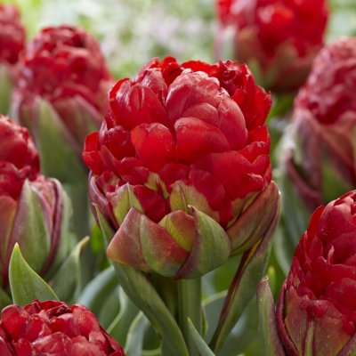 Tulpan Dubbel Sen Tulipa Ice Cream Strawberry 3st