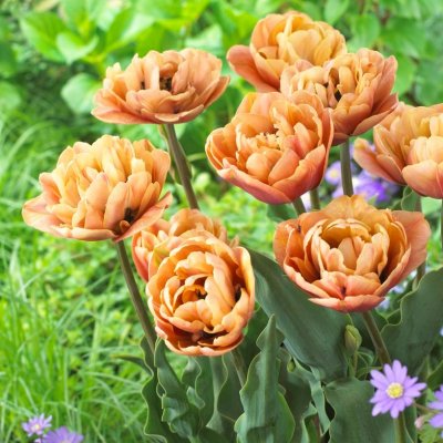 Tulpan Dubbel Sen Tulipa La Bella Epoque 7st