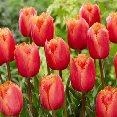 Tulpan Fransig Tulipa Lambada 10st