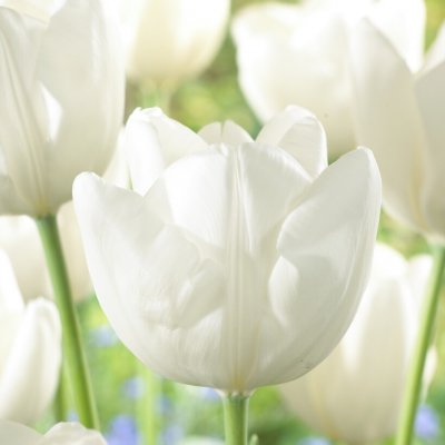 Tulpan Darwin Tulipa Lanka 7st