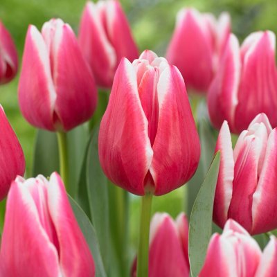 Tulpan Triumf Tulipa Leo Visser 10st