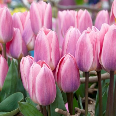 Tulpan Darwin Tulipa Light and Dreamy 7st