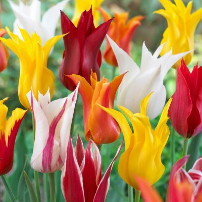 Tulpan Lilja Tulipa Blandade Färger 7st