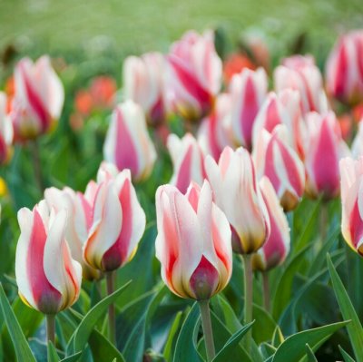 Påfågelstulpan Tulipa greigii Mary Ann 7st