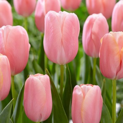 Tulpan Enkel Sen Tulipa Menton 7st