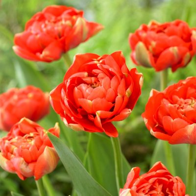 Tulpan Dubbel Sen Tulipa Miranda 10st