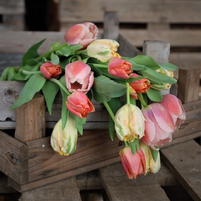 Tulpan Mix Light Spring 30st