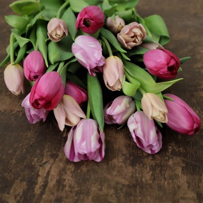 Tulpan Mix Purpletastic 30st