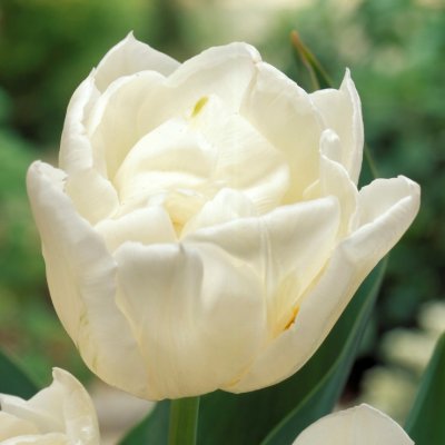 Tulpan Dubbel Tidig Tulipa Mondial 7st