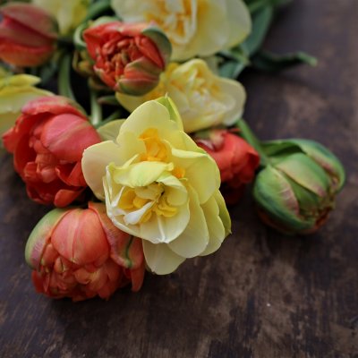 Tulpan & Narciss Mix Orange Sparkle 30st