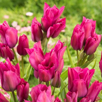 Tulpan Enkel Sen Night Club 7st