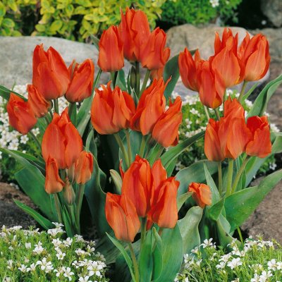 Påfågelstulpan Tulipa greigii Orange Toronto 20st