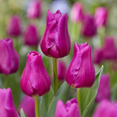Tulpan Triumf Tulipa Passionale 10st