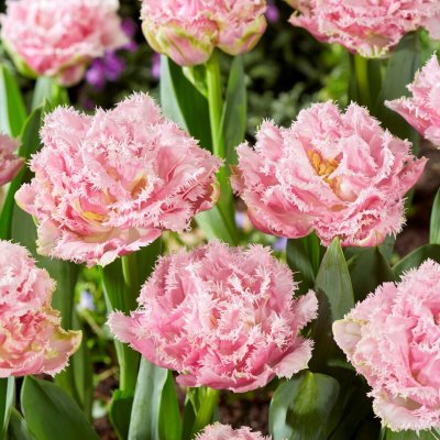 Tulpan Fransig Dubbel Tulipa Perth 7st