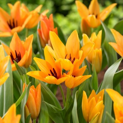 Anemontulpan Tulipa praestans Shogun 10st
