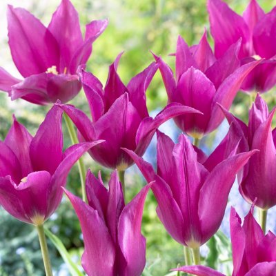 Tulpan Lilja Tulipa Purple Dream 10st