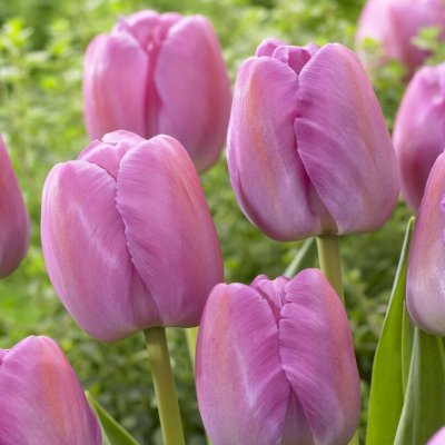 Tulpan Darwin Tulipa Purple Pride 7st