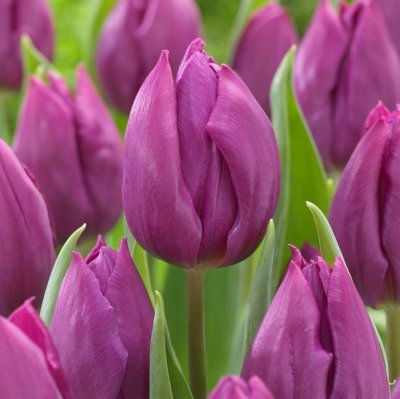 Tulpan Triumf Tulipa Purple Prince 10st