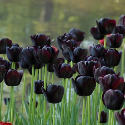 Tulpan Enkel Sen Tulipa Queen of Night 20st
