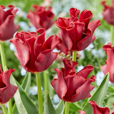 Tulpan Triumf Tulipa Red Dress 7st