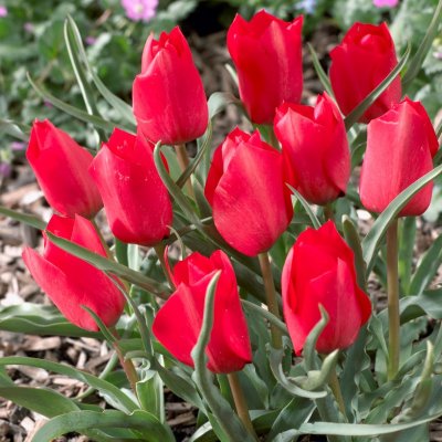 Bokharatulpan Tulipa linifolia Red Hunter ® 10st