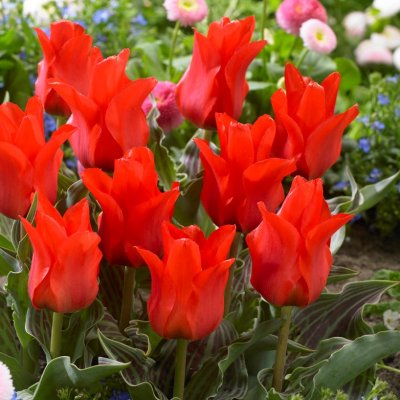 Påfågelstulpan Tulipa greigii Red Riding Hood 10st