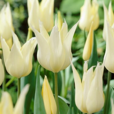 Tulpan Lilja Tulipa Sapporo 10st