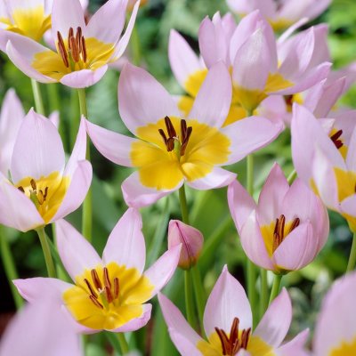 Kretatulpan Tulipa saxatilis 10st