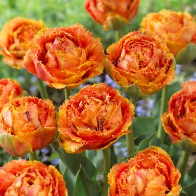 Tulpan Fransig Tulipa Sensual Touch 7st